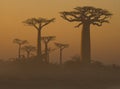 Avenue of baobabs at dawn in the mist. General view. Madagascar. Royalty Free Stock Photo