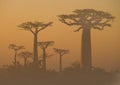 Avenue of baobabs at dawn in the mist. General view. Madagascar. Royalty Free Stock Photo