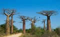 Avenue of baobabs. General view . Madagascar.