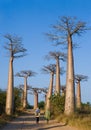 Avenue of baobabs. General view . Madagascar.