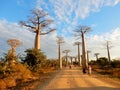 Avenue of the Baobabs, group of baobab trees lining dirt road in western Madagascar