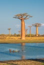 Avenue of the baobabs, Madagascar Royalty Free Stock Photo