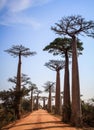 Avenue of the Baobabs, Morondava, Menabe Region, Madagascar Royalty Free Stock Photo