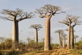 Avenue of the Baobabs - Morondava, Madagascar Royalty Free Stock Photo