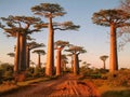 Avenue of the baobabs Royalty Free Stock Photo
