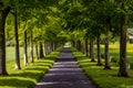 Avenue of beautiful trees in the heart of the Dorset countryside. Royalty Free Stock Photo