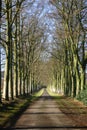 An avenue of beeches in the autumn Royalty Free Stock Photo