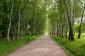 Avenue of birch trees