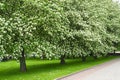 The avenue of the blossoming trees of a mountain ash Scandinavian Sorbus intermedia Ehrh. Pers. Spring