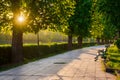 avenue with chestnut trees. bench on the side of a paved footpath. beautiful urban springtime scenery of uzhhorod city in morning Royalty Free Stock Photo