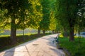 avenue with chestnut trees. bench on the side of a paved footpath Royalty Free Stock Photo