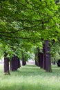 Avenue of chestnut trees in spring