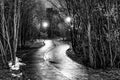 The avenue of city park at night