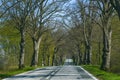 Avenue country road with a line of old trees running along each side with first green leaves in spring, typical in northern