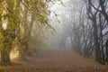 Avenue covered in yellow autumn leaves. Thick fog