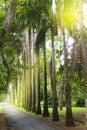 Avenue of the Cuban palm trees (royal palm tree) on Mauritius (Roystonea regia)