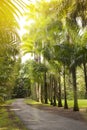 The avenue of the Cuban palm trees (royal palm tree) on Mauritius (Roystonea regia) Royalty Free Stock Photo