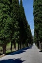 Avenue cypress Montepulciano, Tuscany, Italy