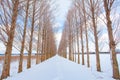 Avenue of Dawn redwood tree with snow Royalty Free Stock Photo