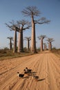 Avenue de Baobab, Madagascar Royalty Free Stock Photo