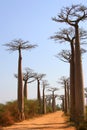 Avenue de Baobab, Madagascar Royalty Free Stock Photo