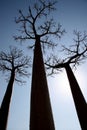 Avenue de Baobab, Madagascar Royalty Free Stock Photo