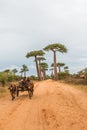 Avenue de Baobab in Madagascar