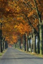 Avenue in fall Royalty Free Stock Photo