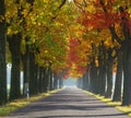 Avenue in fall Royalty Free Stock Photo