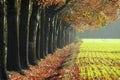 Avenue in fall Royalty Free Stock Photo