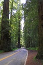 Avenue of the Giants, Coast Redwoods at Humboldt State Park, UNESCO World Heritage Site, Northern California, USA Royalty Free Stock Photo