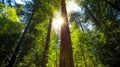 Avenue of the Giants Forest Views, Humboldt Redwoods State Park, California Royalty Free Stock Photo