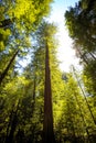 Avenue of the Giants Forest Views, Humboldt Redwoods State Park, California Royalty Free Stock Photo