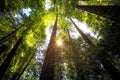 Avenue of the Giants Forest Views, Humboldt Redwoods State Park, California Royalty Free Stock Photo