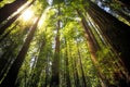 Avenue of the Giants Forest Views, Humboldt Redwoods State Park, California Royalty Free Stock Photo