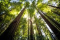 Avenue of the Giants Forest Views, Humboldt Redwoods State Park, California Royalty Free Stock Photo