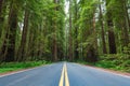 Avenue of the Giants Royalty Free Stock Photo