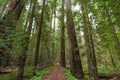 Avenue of the Giants Royalty Free Stock Photo