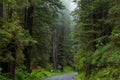 Avenue of the Giants Royalty Free Stock Photo