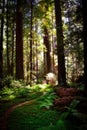 Avenue of the Giants Redwoods Royalty Free Stock Photo