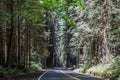 Avenue of the Giants road Royalty Free Stock Photo