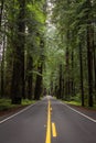 Avenue of Giants road that weaves between the massive coastal redwood trees of northern California Royalty Free Stock Photo