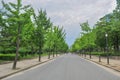 Avenue of Ginkgo trees, Osaka jou kouen