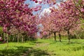 Avenue of Japanese cherry trees, donated by Japan to the reunification of Germany