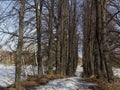 Avenue of limes in early spring Royalty Free Stock Photo