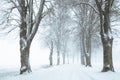 avenue lined by bare trees in the snow storm, rural country winter landscape with copy space Royalty Free Stock Photo