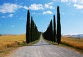 Avenue lined with cypress