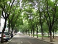 An Avenue lined with Pagoda Trees