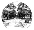 Avenue of Live Oaks, vintage illustration