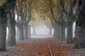 Avenue of London Plantrees